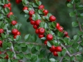 cotoneasetr-horizzontalis