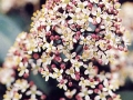 skimmia_japonica