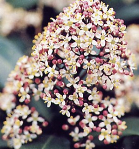 skimmia japonica